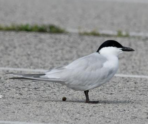 Цахлай (Бахим амуулай)